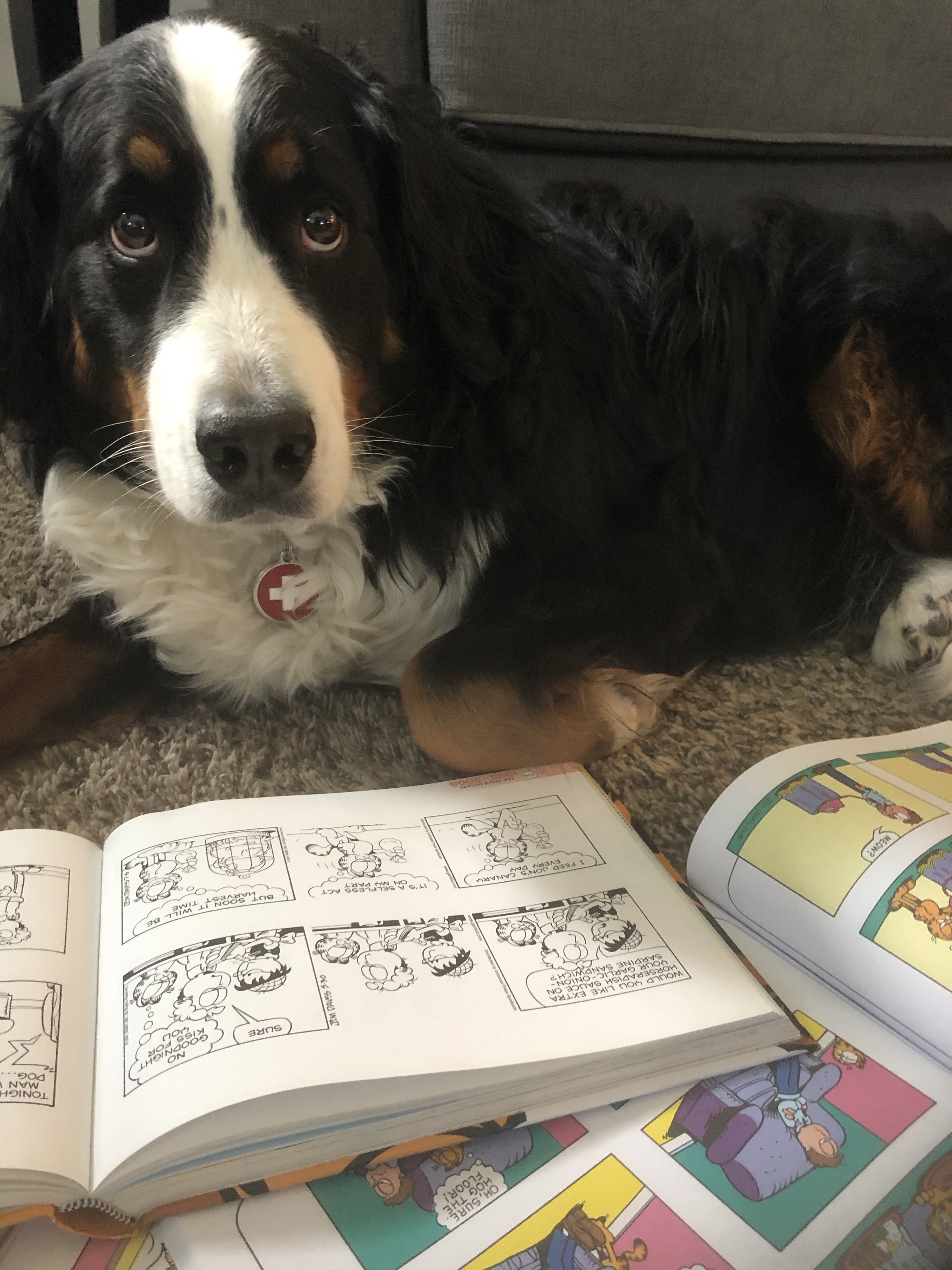 Dog reading comics image