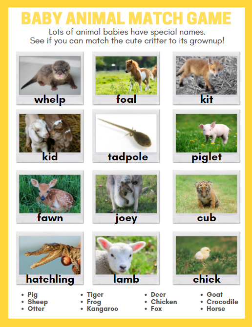 Baby Animals 1