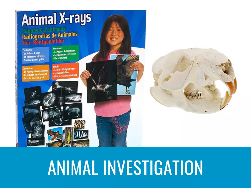 Animal Investigation Kit