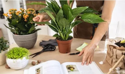 Happy Houseplanting